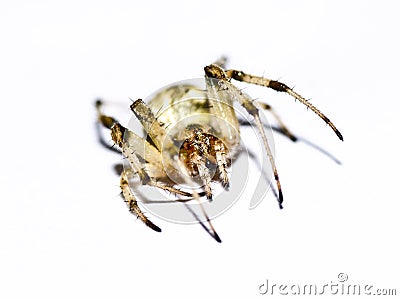 A spider closeup Stock Photo