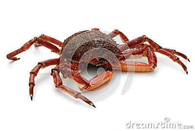 Spider crab Stock Photo