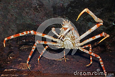 Spider crab inside the aquarium Stock Photo