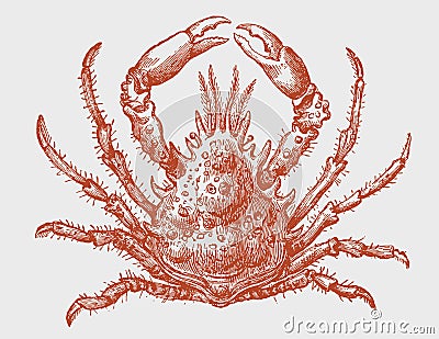 Spider crab maja squinado in top view Vector Illustration