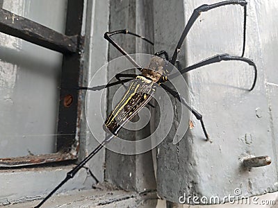 the spider crawled by the open wooden window Stock Photo