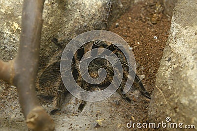 Spider Curlyhair Tarantula, Brachypelma Albopilosum, sitting in the aviary of a zoo Stock Photo