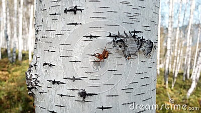 Crusader spider on a birch closeup Stock Photo