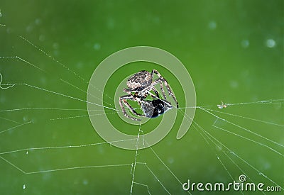 a spider devouring its prey Stock Photo