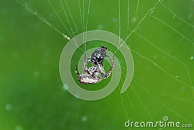 a spider devouring its prey Stock Photo