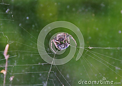 a spider devouring its prey Stock Photo