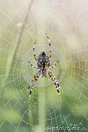 Spider on dewy web Stock Photo