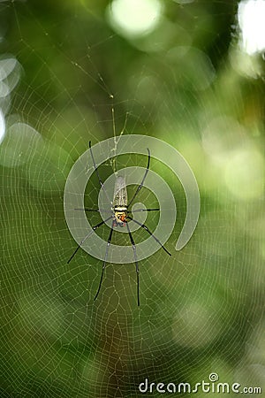 Spider on dewy web Stock Photo