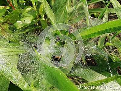 Spider and dewy in the web near entrance hole Stock Photo