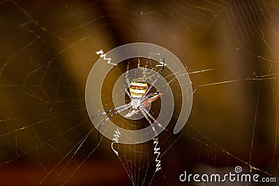 Spider eating the bait and is about to eat it Stock Photo