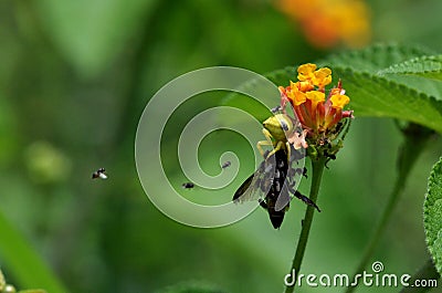 Spider eating bee Stock Photo