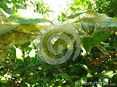 Spider eggs in a cloth Stock Photo