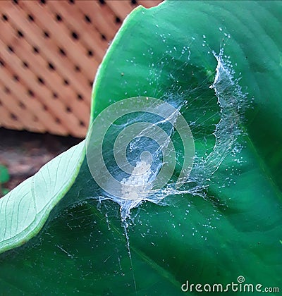 Spider Eggs on Leaf Stock Photo