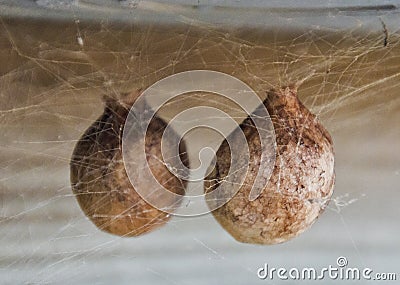 Spider eggs Stock Photo