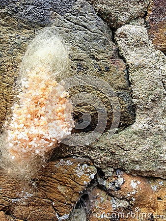 Spider eggs on wall Stock Photo