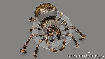 Spider or Eight Legs Insect Stock Photo