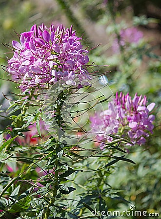 Spider flower or cleome spinosa flower Stock Photo