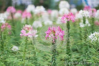 Spider flower garden are beautiful nature vegetation. and suitable to do texture Stock Photo