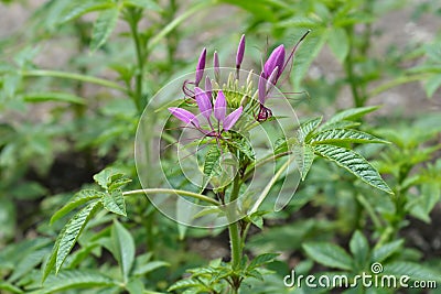 Spider flower Rose Queen Stock Photo