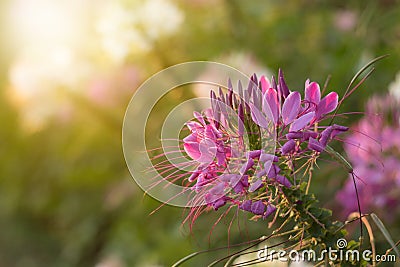 Spider flowers or CLEOME SPINOSA LINN are blooming on flare from sun rise time in autumn Stock Photo