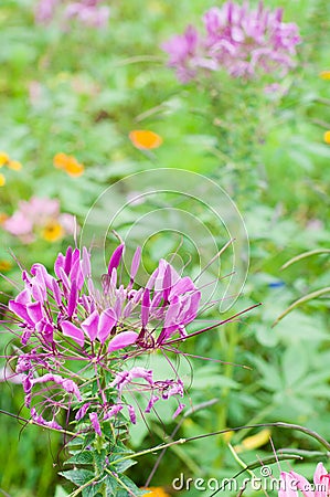 Spider flowers Stock Photo