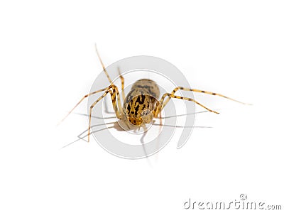 Spider Genus Scytodes Stock Photo