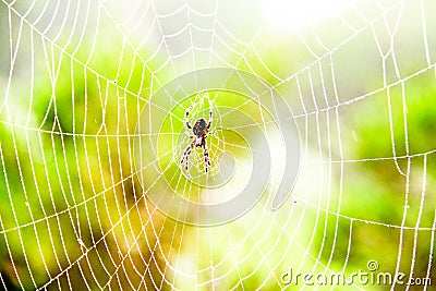 Spider gossamer with some water droplets early in the morning Stock Photo