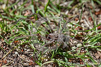 Spider on the grass in the garden. Labyrinth funnel. Agelena labyrinthica Stock Photo