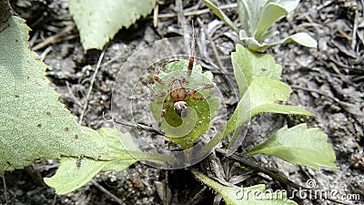 Spider on green grass Stock Photo