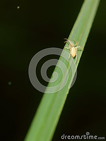 Spider in green leaf Stock Photo