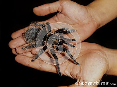 Spider in the Hands Stock Photo