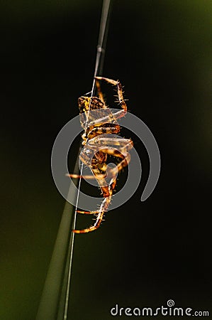 Spider hanging on in Quebec, Canada. Stock Photo