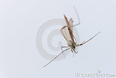 A spider has caught a flying insect in its web and sucks it Stock Photo
