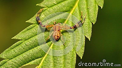 Spider hatchling on a leaf Stock Photo