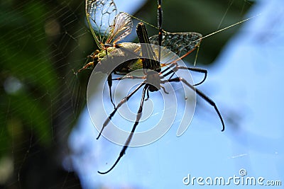 a spider is having lunch Stock Photo