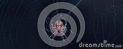 Spider on her web Stock Photo