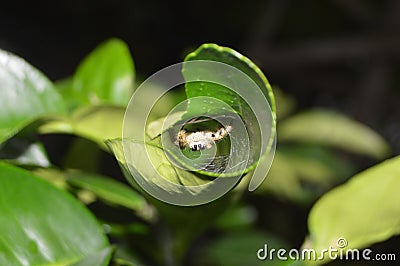 Spider hiding behind orange leaves Stock Photo