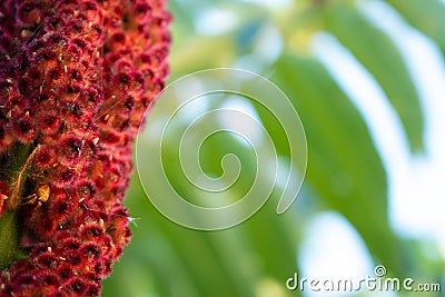 Spider hiding in a red flower Stock Photo