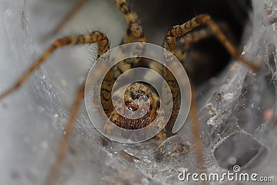 Spider in his house Stock Photo