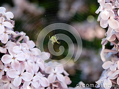 Spider house in pink flowers Stock Photo