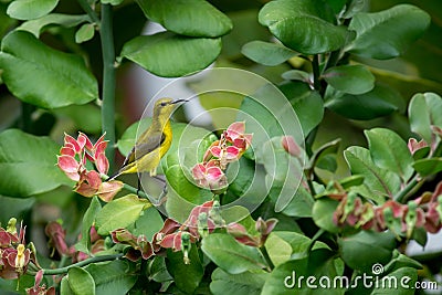 Spider hunter bird perched in a plant with pretty pink flowers. Stock Photo