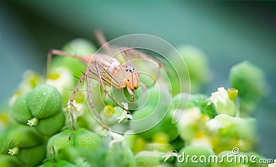 A long-legged spider on the Hra Bong Phet. against blurred background Stock Photo