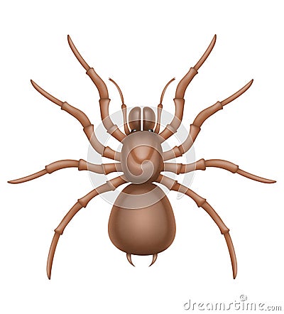 spider insects wildlife animals vector illustration Vector Illustration