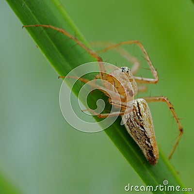 Spider insects, natural, nature, wallpaper Stock Photo