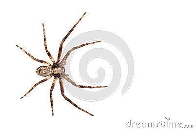 Spider isolated Stock Photo