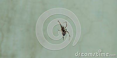 Spider isolated hanging on web at white background Stock Photo