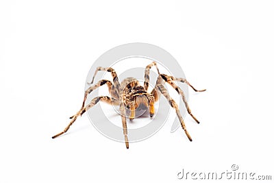 Spider isolated Stock Photo