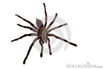 Spider isolated on white Stock Photo
