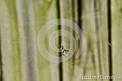 The Spider`s Trap Stock Photo