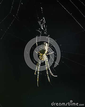 Spider on its web - Metellina segmentata Stock Photo